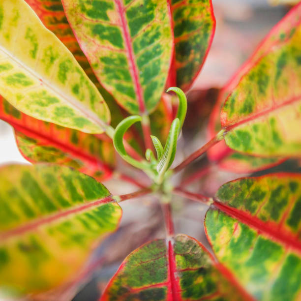 Top view of Aglaonema plant. Leaves are glossy-green yellow and pink, the center and edges are pink, stalks are pink. Common name is Chinese evergreens. Genus is Aglaonema. Family is Araceae. vista superior de la planta de aglaonema. las hojas son de color amarillo verde brillante y rosa, el centro y los bordes son rosados, los tallos son rosados. el nombre común es chino de hoja perenne. el género es aglaonema. la familia es araceae.
