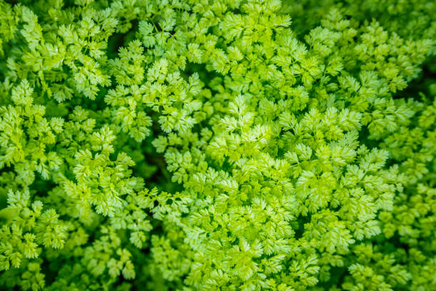 planta de perifollo verde en un jardín de vegetales. - perifollo fotografías e imágenes de stock