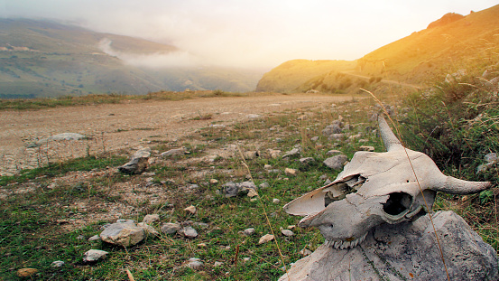 Horned skull of a cow lying on the side of a mountain road against the backdrop of mountains and the evening sun