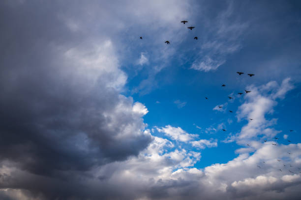 istock Sunny and stormy sky and birds 1366752403