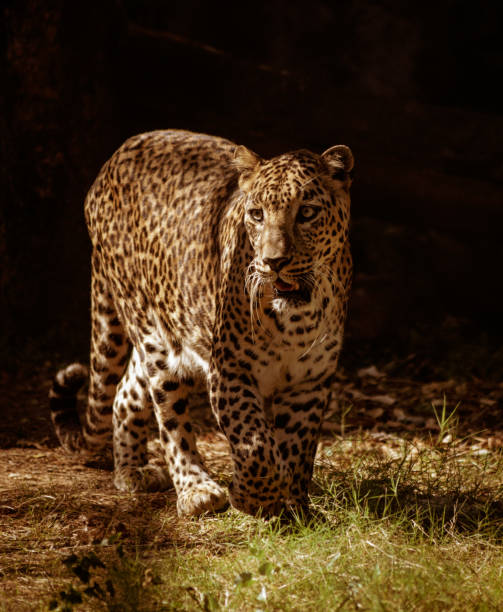 istock Portrait of a Leopard 1366752856