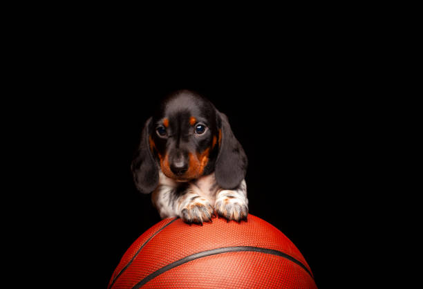 image of dog basketball dark background