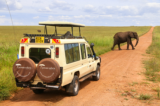 Maasai Mara, Kenya - January 30, 2021: Safari car Toyota Land Cruiser 70 staying in front of the elephant crossing the road.