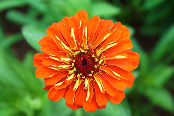 istock A beautiful red zinnia flower. View from above. Close-up. Background. 1366755541