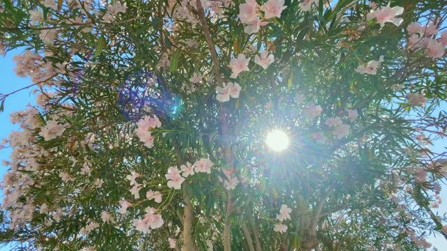 Oleanders in bloom