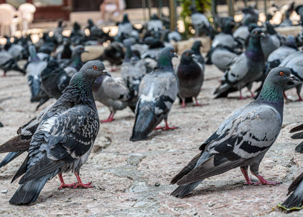 istock Pigeons at Bascarsija 1366755655