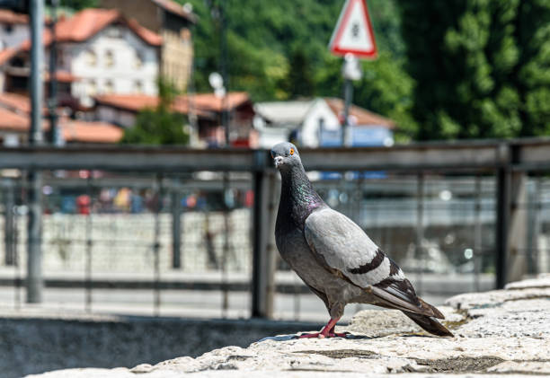 istock Pigeon standing on the wall 1366755738