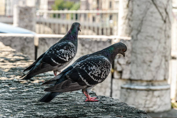 istock Two pigeons standing on the wall 1366755777