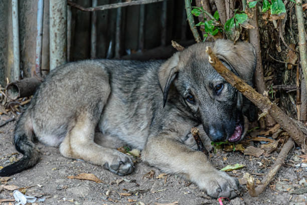 istock Puupy eating branch 1366755856