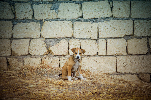 Homeless puppy sits on dried grass against a stone wall