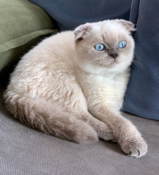 istock British Shorthair Cat 1366757430