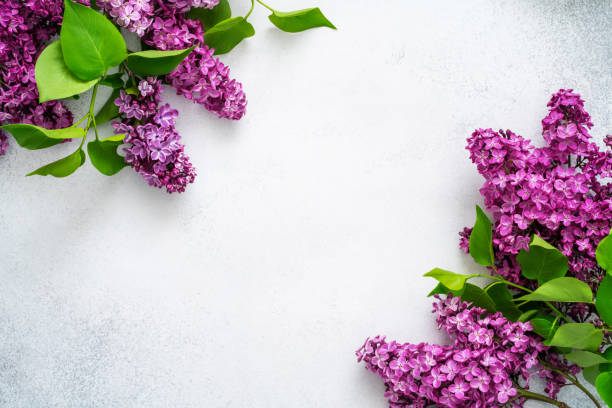 istock Natural purple lilac branches with green leaves on textured grey background. Bright spring composition. Seasonal sale mockup. Blooming fresh flowers layout. Flat lay, copy space, top view 1366759646