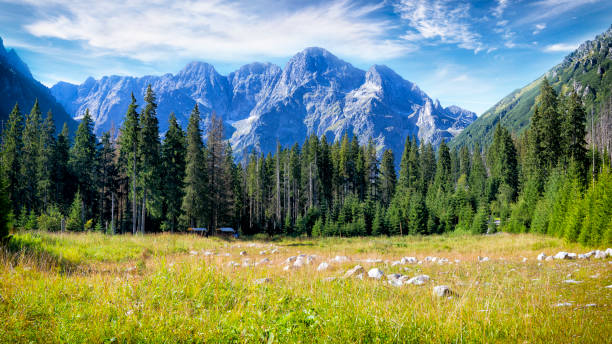 Free Stock Photo of Mountain Range With Trees in Foreground | Download ...