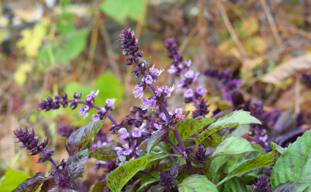 How To Grow Blue Spice Basil Plant And Medicinal Uses