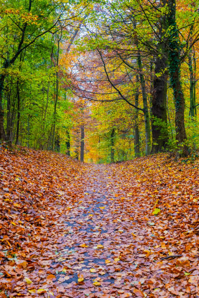 istock Autumn trees in the park 1366761457