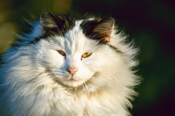 Cat portrait