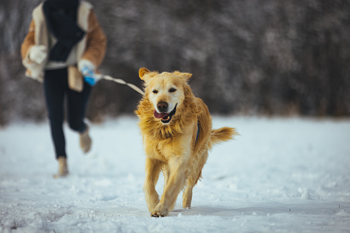 Young woman in yellow jacket with big kind yellow dog Labrador walking or running in the winter forest