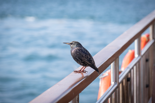 Starling perched on ship deck. Urban Life of Birds