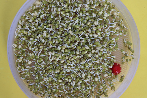 Green gram sprouts as background