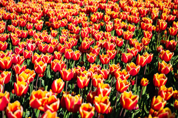 red tulip flower field with spring natural background.