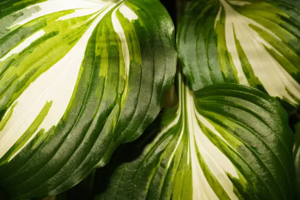Photo of Closeup of beautiful textured green and white hosta leaves. Green plant background.
