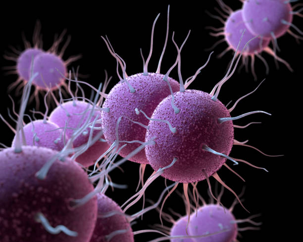 neisseria gonorrhoeae bacteria - bacterial mat stockfoto's en -beelden