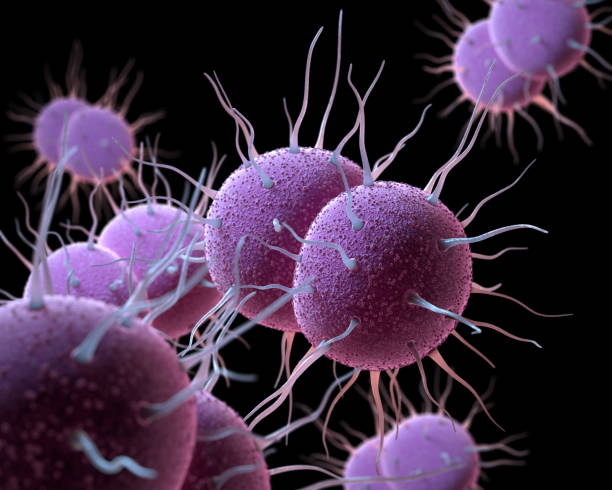 Neisseria gonorrhoeae Bacteria Neisseria gonorrhoeae, the bacterium responsible for the sexually transmitted infection Gonorrhea. 3D illustration bacterial mat stock pictures, royalty-free photos & images