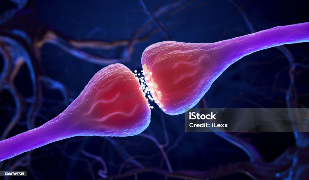 Synaptic transmission Synapse and Neuron cells sending electrical chemical signals . 3D illustration Nerve Cell Stock Photo
