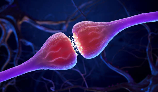 Synaptic transmission Synapse and Neuron cells sending electrical chemical signals . 3D illustration synapse stock pictures, royalty-free photos & images