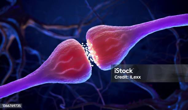Synaptic Transmission Stock Photo - Download Image Now - Nerve Cell, Synapse, Neurotransmitter