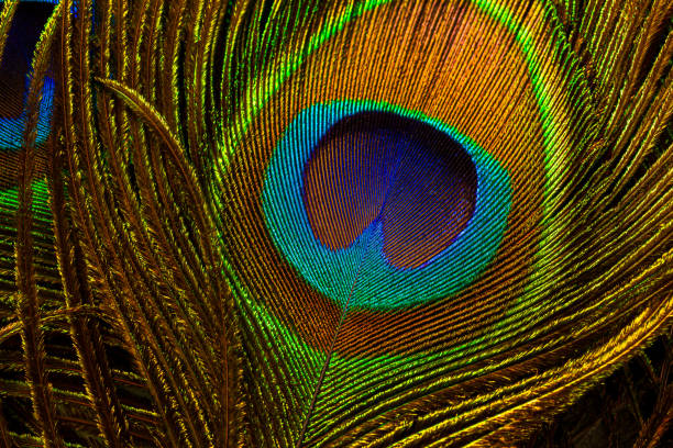 istock macro peacock feathers,Peacock feathers close-up 1366770579