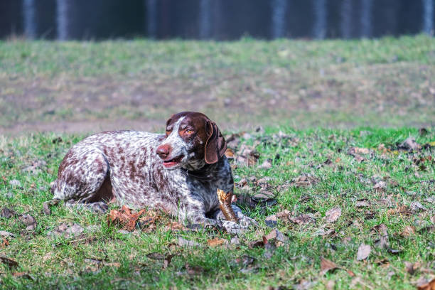 istock Kurzhaar German Shorthaired Pointer lies 1366771641