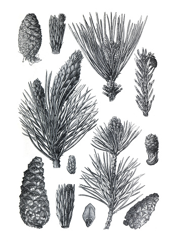 Pinus collection of Pinus silvestris, Pinus montana, Pinus laricio. hand drawn leafs and pinecorn.