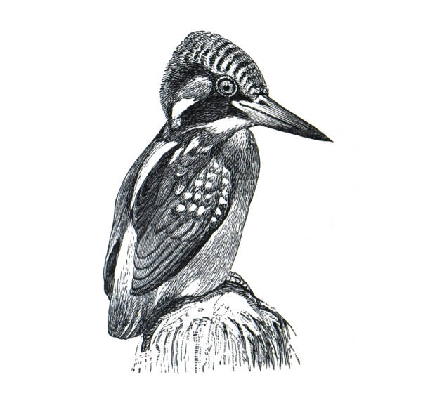 der gewöhnliche eisvogel (alcedo atthis) oder alcedinidae (alcedo ispida) vintage handgezeichnete vogelillustration. - gattung kasarkas stock-grafiken, -clipart, -cartoons und -symbole