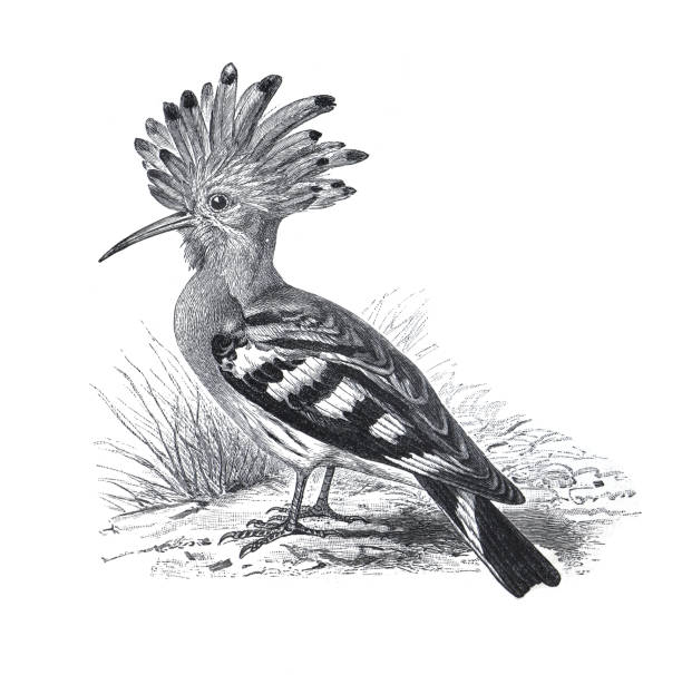 eurasischer wiedehopf (upupa epops) vintage handgezeichnete vogelillustration. - gattung kasarkas stock-grafiken, -clipart, -cartoons und -symbole