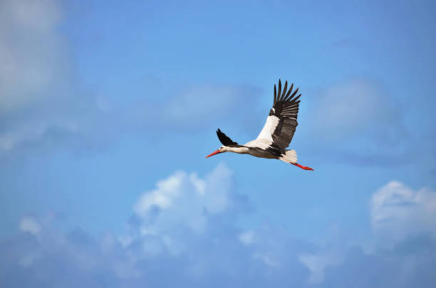 istock One red billed Stork flying alone the open blue sky with extended wings and closed peak. European white stork (ciconia ciconia) 1366772167