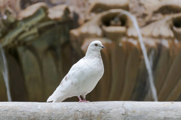 A tranquil scene featuring a pristine white dove serenely perched. Its glowing white feathers contrast with its rocky perch as the sun's radiant beams pierce the pastel sky, evoking peace and beauty.