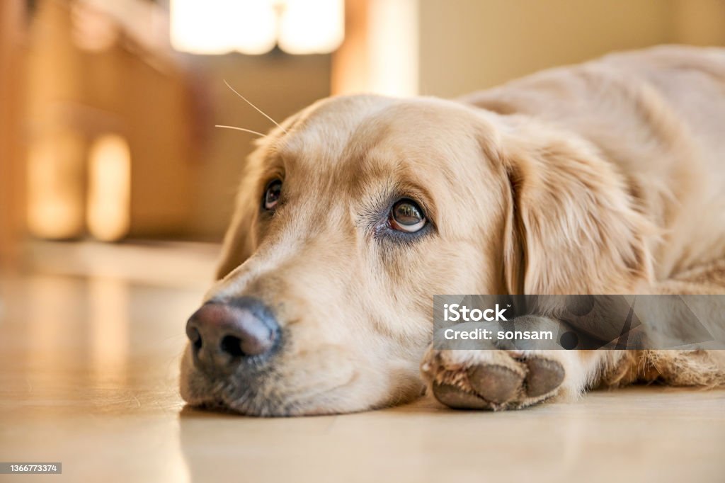 Golden Retriever with sad eyes Golden Retriever dog resting his head on the floor Golden Retriever Stock Photo
