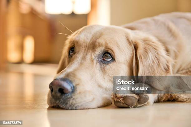 Golden Retriever With Sad Eyes Stock Photo - Download Image Now - Golden Retriever, Puppy, Sadness