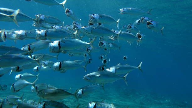 istock Beautiful fish on the Red Sea reef. 1366773415