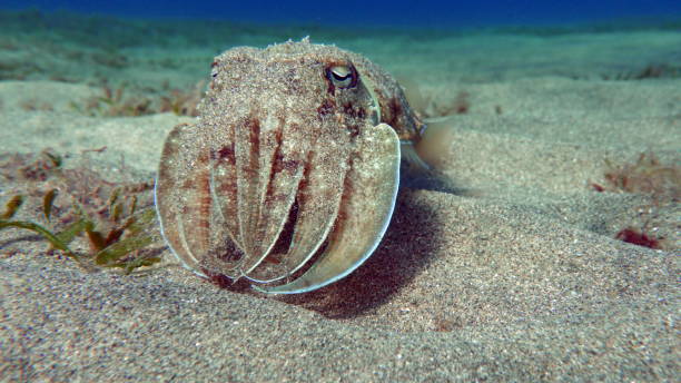 Sepia pharaonis. Sepia pharaonis. Mollusks, type of Mollusk. Head-footed mollusks. Cuttlefish squad. Pharaoh cuttlefish. sepia pharaonis stock pictures, royalty-free photos & images