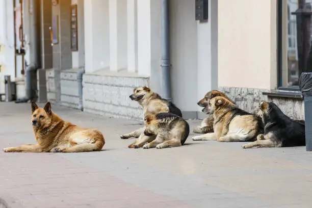 Photo of A gang of stray dogs.Half-a-dozen stray street dogs roaming in a residential area.Homeless dog on the street of the old city.Homeless animal problem