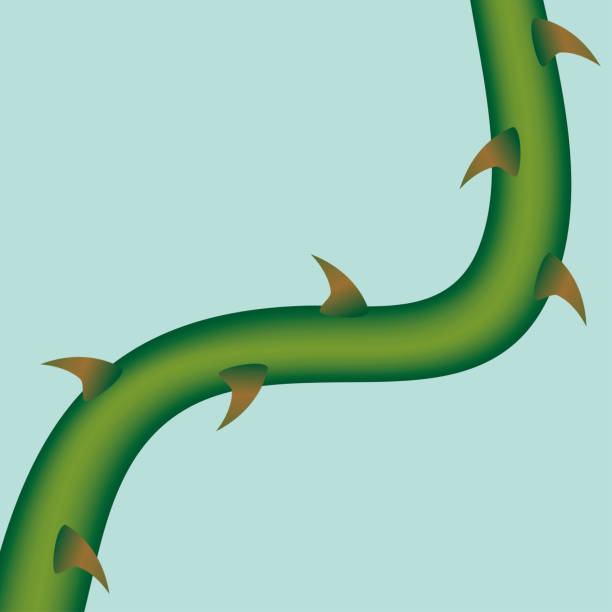Branch With Thorns Background Vector Illustration of a Green Branch With Thorns Background with Copy Space for your Message or Brand thorn stock illustrations