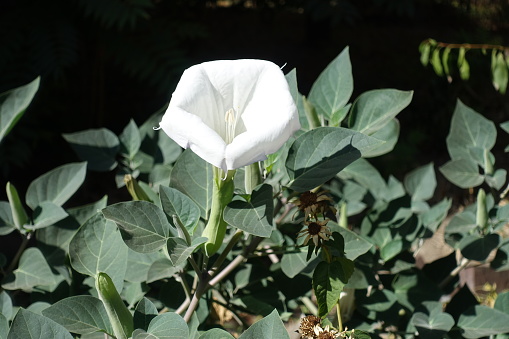 1 white flower of Datura innoxia in mid September
