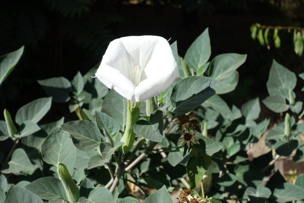 1 white flower of Datura innoxia in mid September 1 white flower of Datura innoxia in mid September datura meteloides stock pictures, royalty-free photos & images