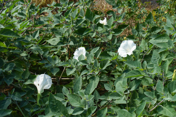 4 white flowers of Datura innoxia in September 4 white flowers of Datura innoxia in September datura meteloides stock pictures, royalty-free photos & images