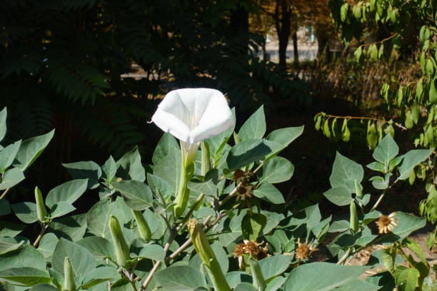 Buds and white flower of Datura innoxia in mid September Buds and white flower of Datura innoxia in mid September datura meteloides stock pictures, royalty-free photos & images