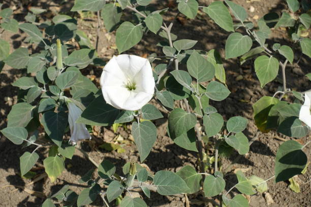 Foliage and white flower of Datura innoxia in September Foliage and white flower of Datura innoxia in September datura meteloides stock pictures, royalty-free photos & images