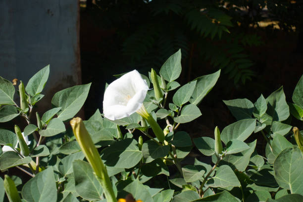 Closed buds and white flower of Datura innoxia in September Closed buds and white flower of Datura innoxia in September datura meteloides stock pictures, royalty-free photos & images