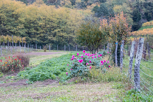 Fenced Vegetable Garden During Autumn